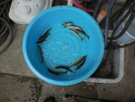 会津大川（会津非出資漁業協同組合） 釣果