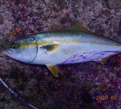 鹿島港魚釣園 釣果