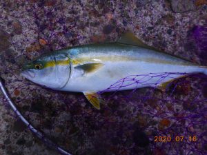 鹿島港魚釣園 釣果