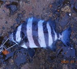 鹿島港魚釣園 釣果