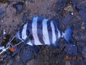 鹿島港魚釣園 釣果
