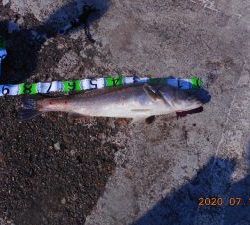 鹿島港魚釣園 釣果