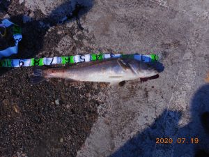 鹿島港魚釣園 釣果