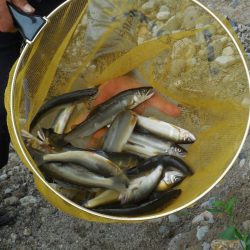 会津大川(会津非出資漁業協同組合) 釣果