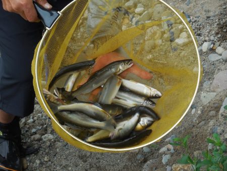 会津大川（会津非出資漁業協同組合） 釣果