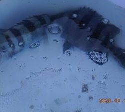 鹿島港魚釣園 釣果