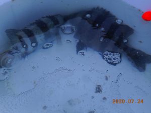 鹿島港魚釣園 釣果