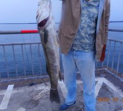 鹿島港魚釣園 釣果