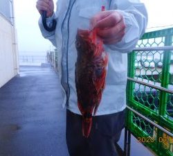 鹿島港魚釣園 釣果