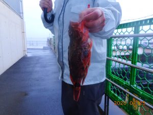 鹿島港魚釣園 釣果