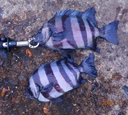 鹿島港魚釣園 釣果
