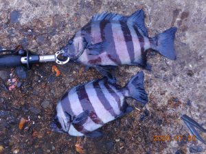 鹿島港魚釣園 釣果