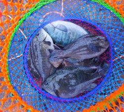 鹿島港魚釣園 釣果