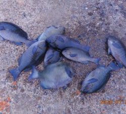 鹿島港魚釣園 釣果