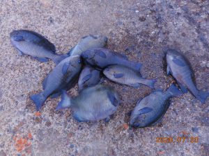 鹿島港魚釣園 釣果