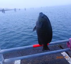 鹿島港魚釣園 釣果
