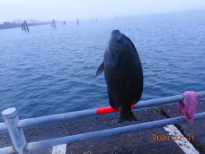 鹿島港魚釣園 釣果