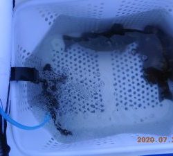 鹿島港魚釣園 釣果