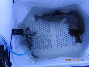 鹿島港魚釣園 釣果