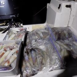 フィッシングボート空風(そらかぜ) 釣果