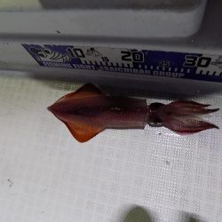 フィッシングボート空風(そらかぜ) 釣果