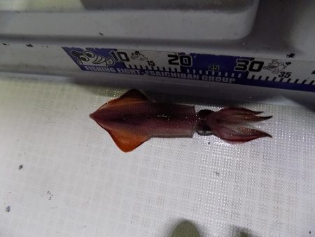 フィッシングボート空風(そらかぜ) 釣果