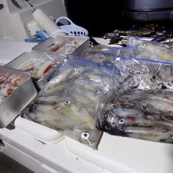 フィッシングボート空風(そらかぜ) 釣果