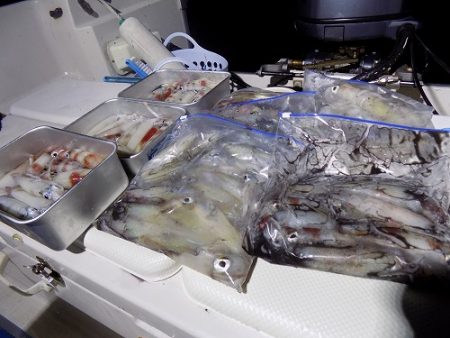 フィッシングボート空風(そらかぜ) 釣果