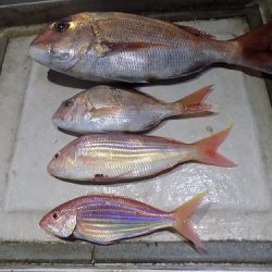 フィッシングボート空風(そらかぜ) 釣果