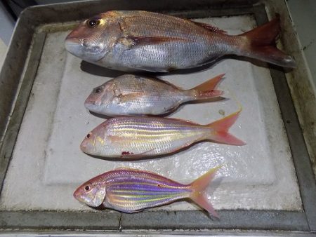 フィッシングボート空風(そらかぜ) 釣果