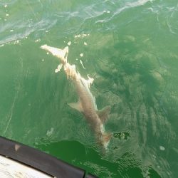 フィッシングボート空風（そらかぜ） 釣果