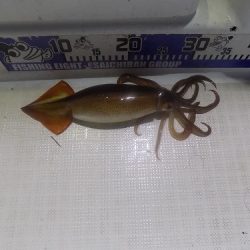 フィッシングボート空風(そらかぜ) 釣果