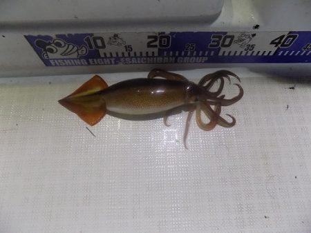 フィッシングボート空風(そらかぜ) 釣果