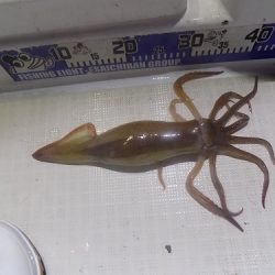 フィッシングボート空風(そらかぜ) 釣果