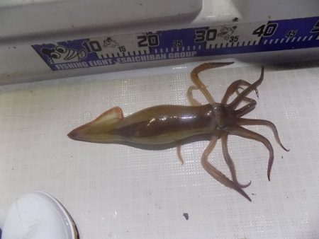 フィッシングボート空風(そらかぜ) 釣果