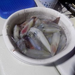 フィッシングボート空風(そらかぜ) 釣果