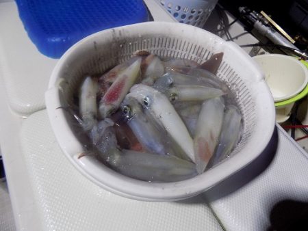 フィッシングボート空風(そらかぜ) 釣果