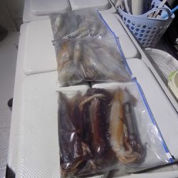 フィッシングボート空風(そらかぜ) 釣果