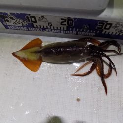 フィッシングボート空風(そらかぜ) 釣果