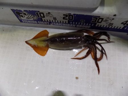 フィッシングボート空風(そらかぜ) 釣果