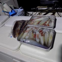 フィッシングボート空風(そらかぜ) 釣果