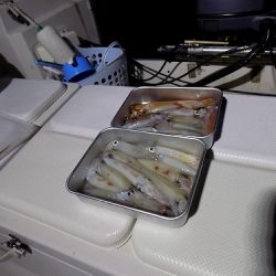 フィッシングボート空風(そらかぜ) 釣果