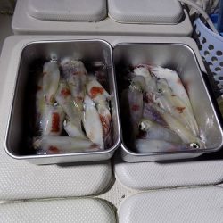 フィッシングボート空風(そらかぜ) 釣果