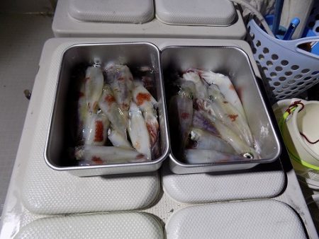 フィッシングボート空風(そらかぜ) 釣果