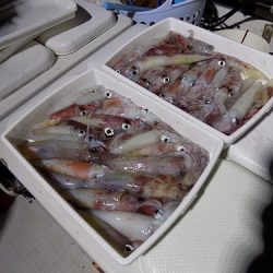 フィッシングボート空風(そらかぜ) 釣果