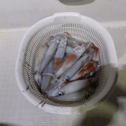 フィッシングボート空風(そらかぜ) 釣果