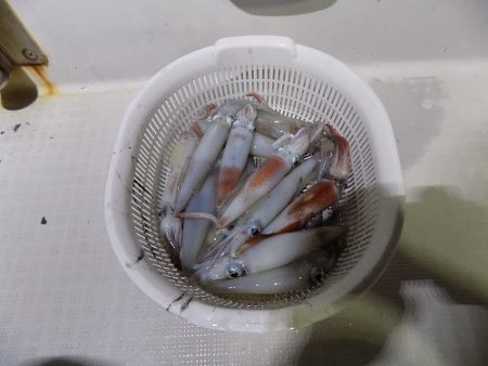 フィッシングボート空風(そらかぜ) 釣果