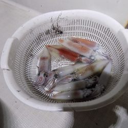 フィッシングボート空風(そらかぜ) 釣果