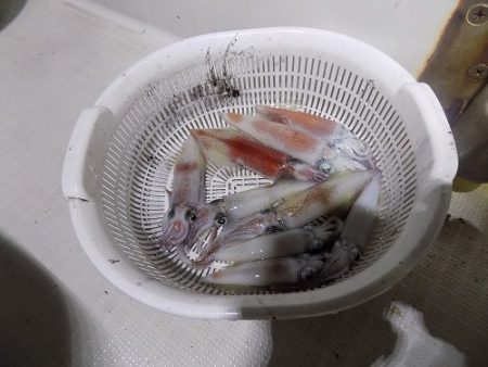 フィッシングボート空風(そらかぜ) 釣果