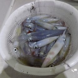 フィッシングボート空風(そらかぜ) 釣果